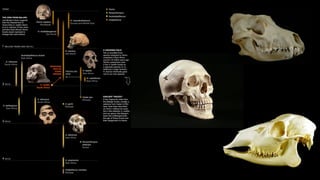 Invest in livestock diversity