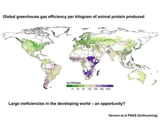 Global greenhouse gas efficiency per kilogram of animal protein produced




  Large ineficiencies in the developing world – an opportunity?

                                                      Herrero et al PNAS (forthcoming)
 