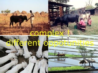 Livestock and global change: Towards a sustainable and equitable livestock sector 