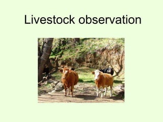 Livestock observation
 
