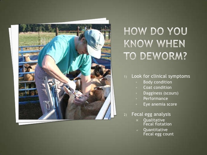 round worm in cattle