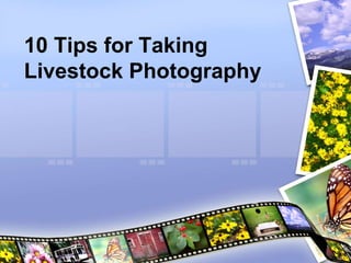 10 Tips for Taking
Livestock Photography
 