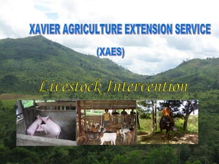XAVIER AGRICULTURE EXTENSION SERVICE (XAES) Livestock Intervention 