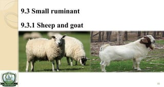 Livestock production system | PDF