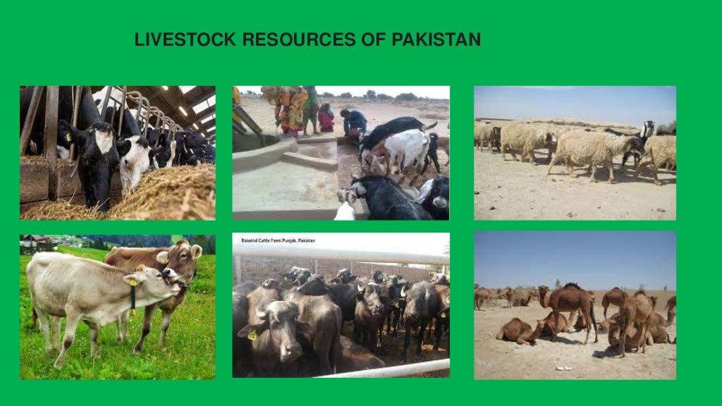 Livestock resources in pakistan