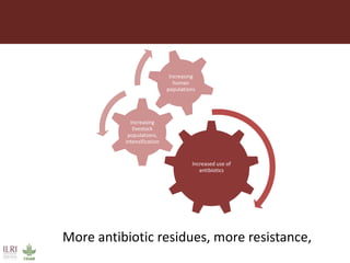 The livestock revolution and implications for human health and disease