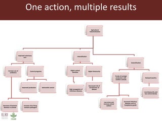 The livestock revolution and implications for human health and disease