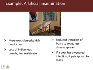 The livestock revolution and implications for human health and disease