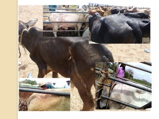 Livestock traceability