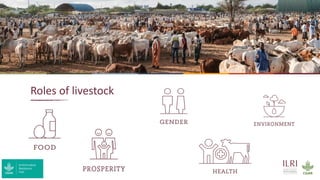 Behavioural obstacles to vaccinations in livestock – Examples from sub-Saharan Africa