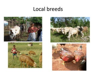 Potential livestock value chain interventions for the LIVES project
