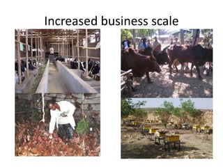 Potential livestock value chain interventions for the LIVES project