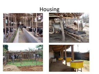 Potential livestock value chain interventions for the LIVES project