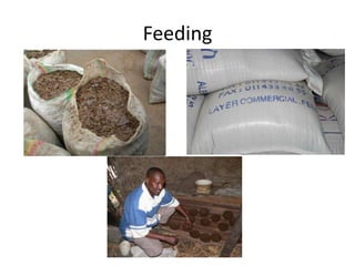 Potential livestock value chain interventions for the LIVES project