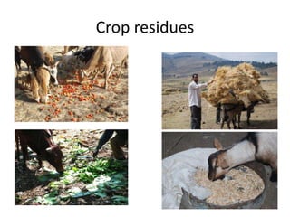 Potential livestock value chain interventions for the LIVES project