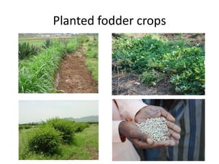 Potential livestock value chain interventions for the LIVES project