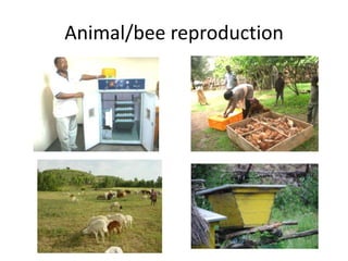 Potential livestock value chain interventions for the LIVES project