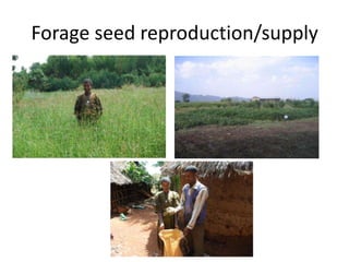 Potential livestock value chain interventions for the LIVES project