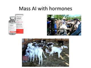 Potential livestock value chain interventions for the LIVES project