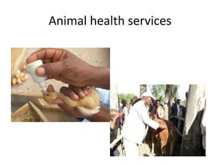 Potential livestock value chain interventions for the LIVES project