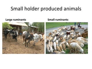 Potential livestock value chain interventions for the LIVES project