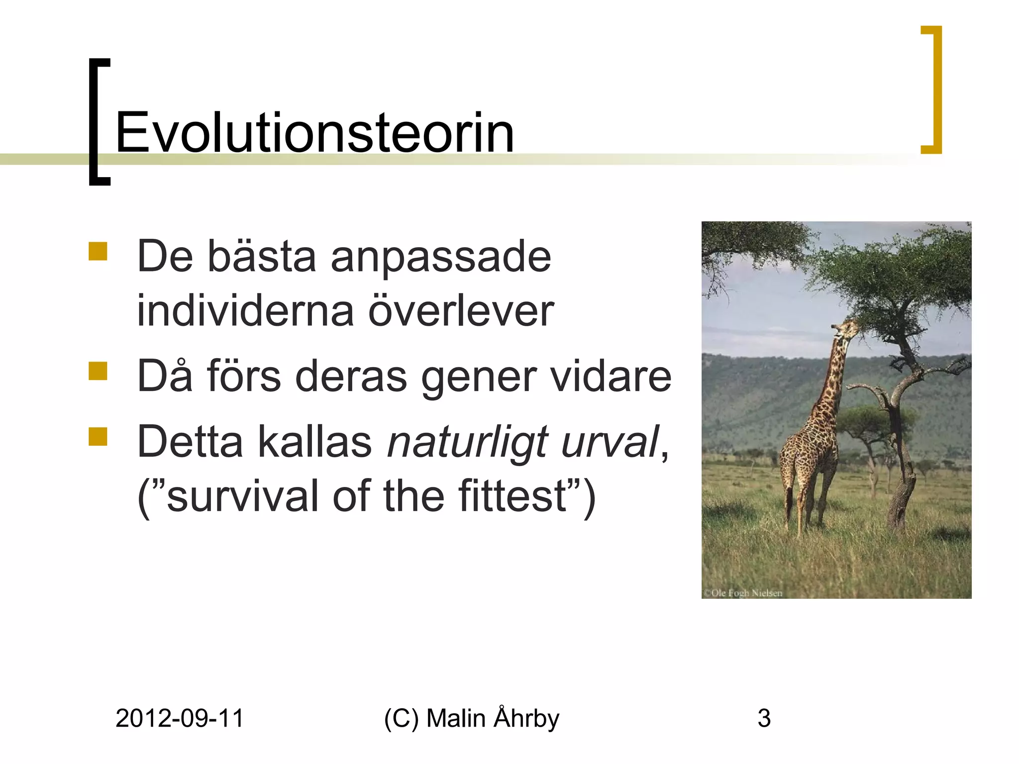 Evolutionsteorin
    De bästa anpassade
     individerna överlever
    Då förs deras gener vidare
    Detta kallas naturligt urval,
     (”survival of the fittest”)



    2012-09-11    (C) Malin Åhrby    3
 