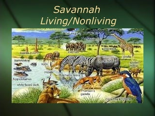 Savannah
Living/Nonliving
 