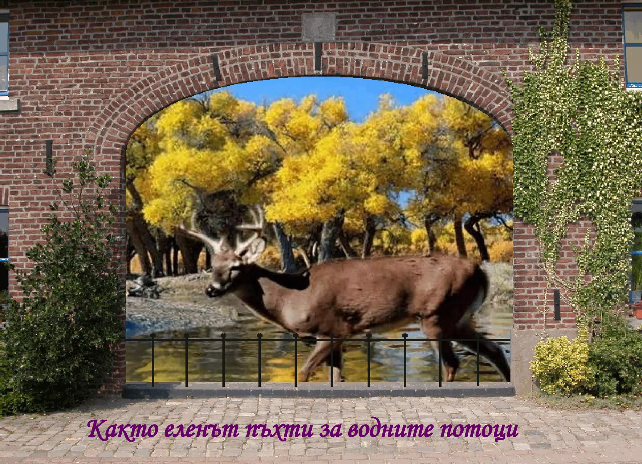 Както еленът пъхти за водните потоци  