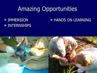 Amazing Opportunities IMMERSION INTERNSHIPS HANDS ON LEARNING