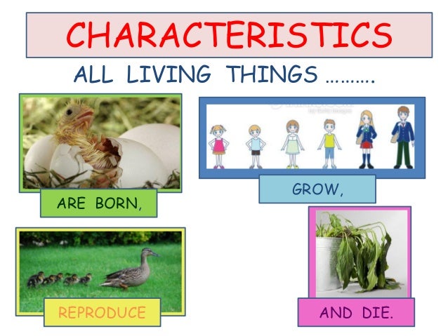 Resultado de imagen de living things are born grow reproduce and die