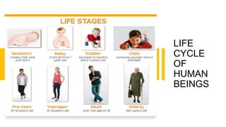 LIFE
CYCLE
OF
HUMAN
BEINGS
 