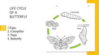 LIFE CYCLE
OF A
BUTTERFLY
1.Eggs
2. Caterpillar
3. Pupa
4. Butterfly
 