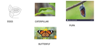 EGGS CATERPILLAR
PUPA
BUTTERFLY
 