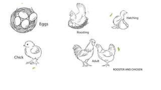 ROOSTER AND CHICKEN
 