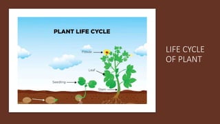 LIFE CYCLE
OF PLANT
 
