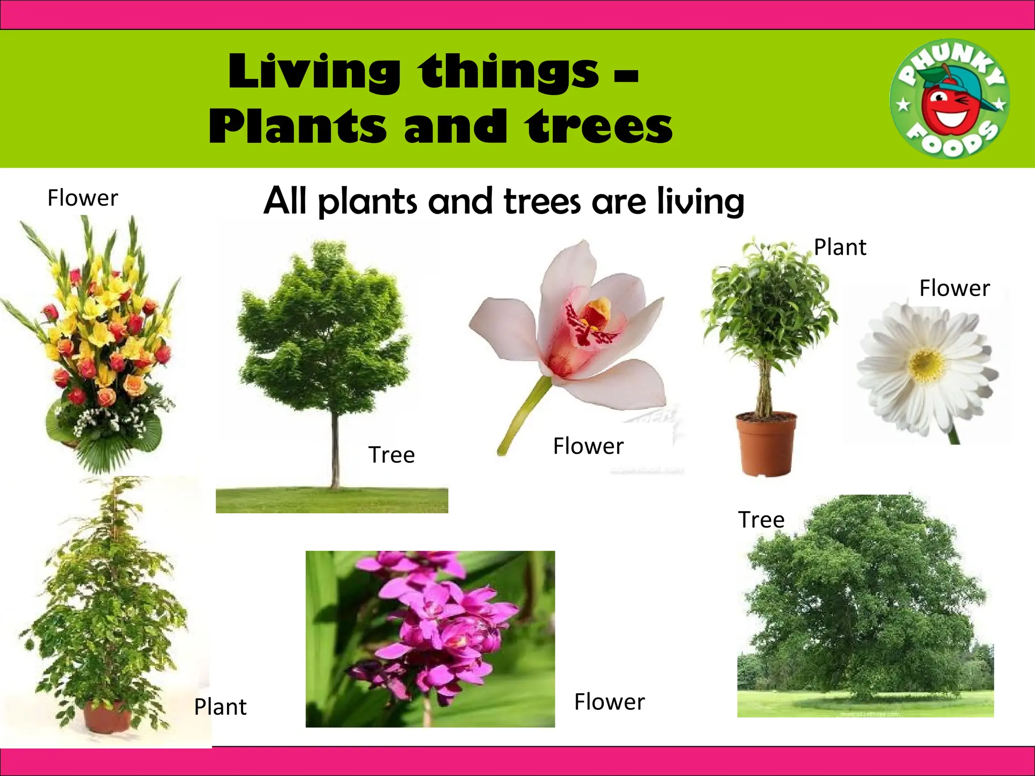 Living things –
Plants and trees
All plants and trees are living
Flower
Plant Flower
Flower
Tree
Tree
Flower
Plant