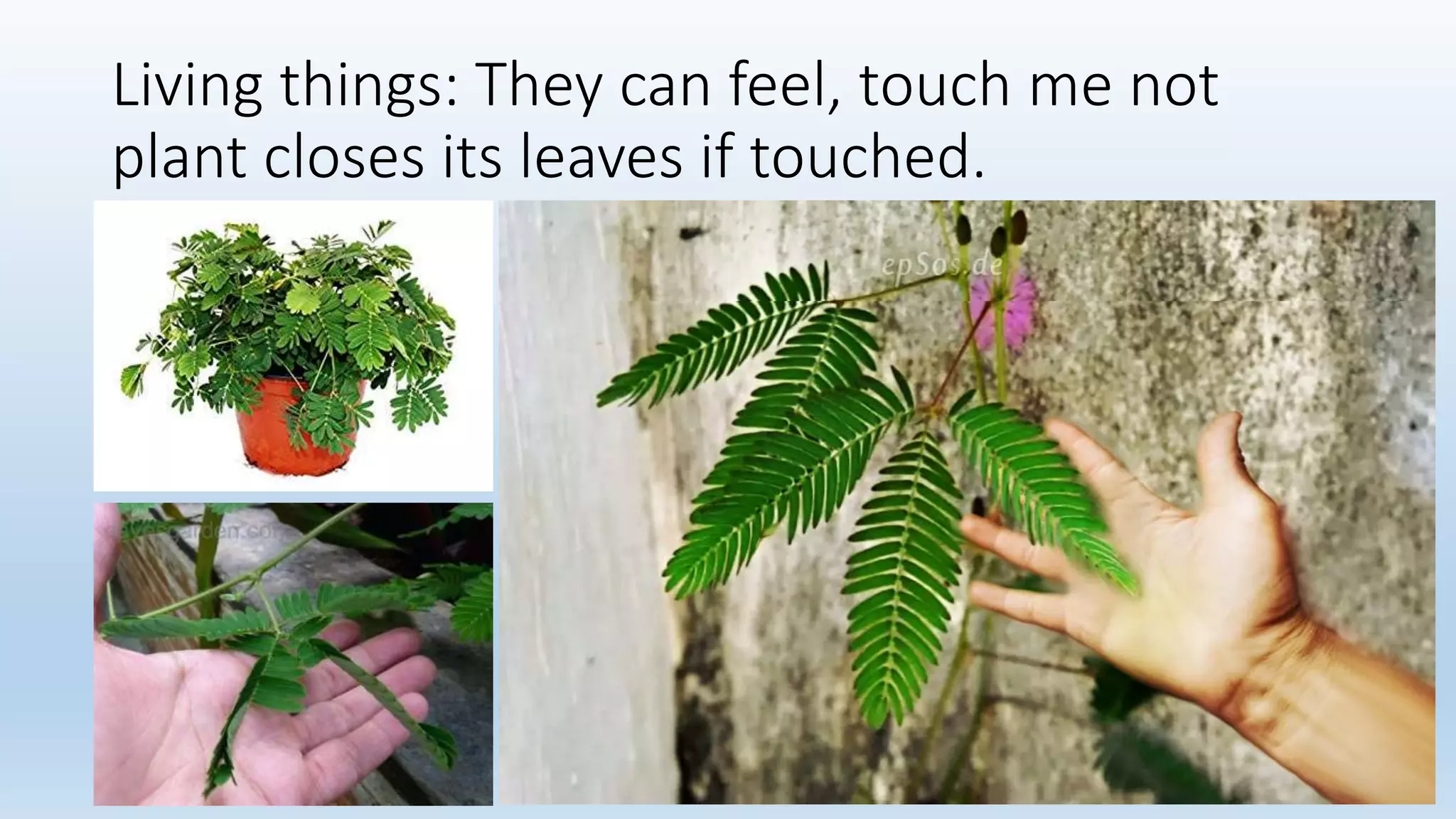 Living things: They can feel, touch me not
plant closes its leaves if touched.
 