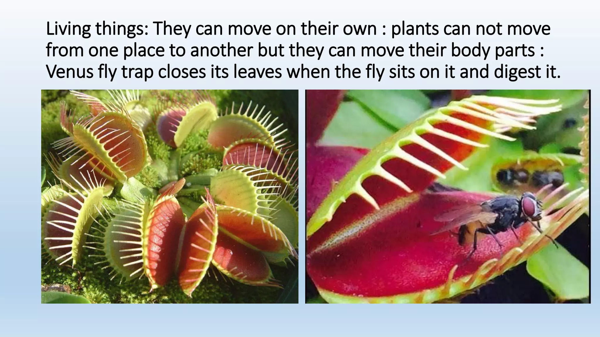 Living things: They can move on their own : plants can not move
from one place to another but they can move their body parts :
Venus fly trap closes its leaves when the fly sits on it and digest it.
 