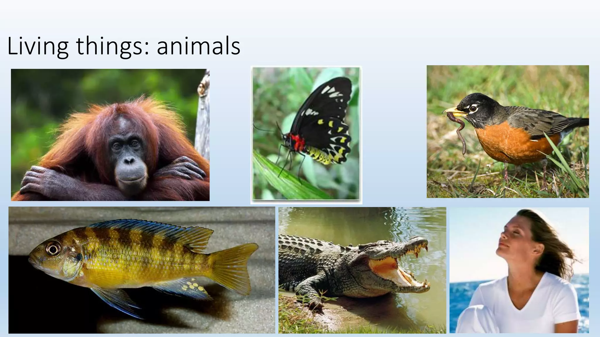 Living things: animals
 