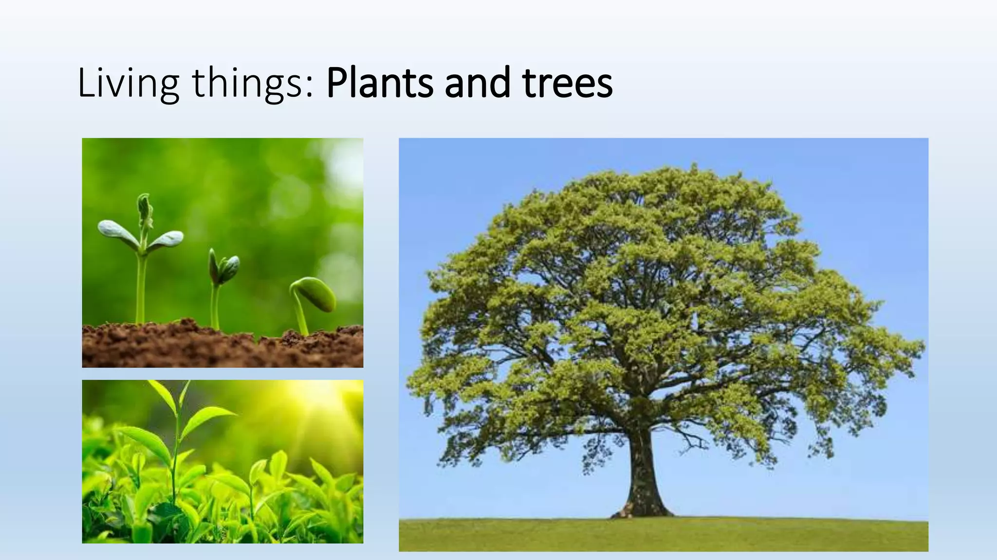 Living things: Plants and trees
 