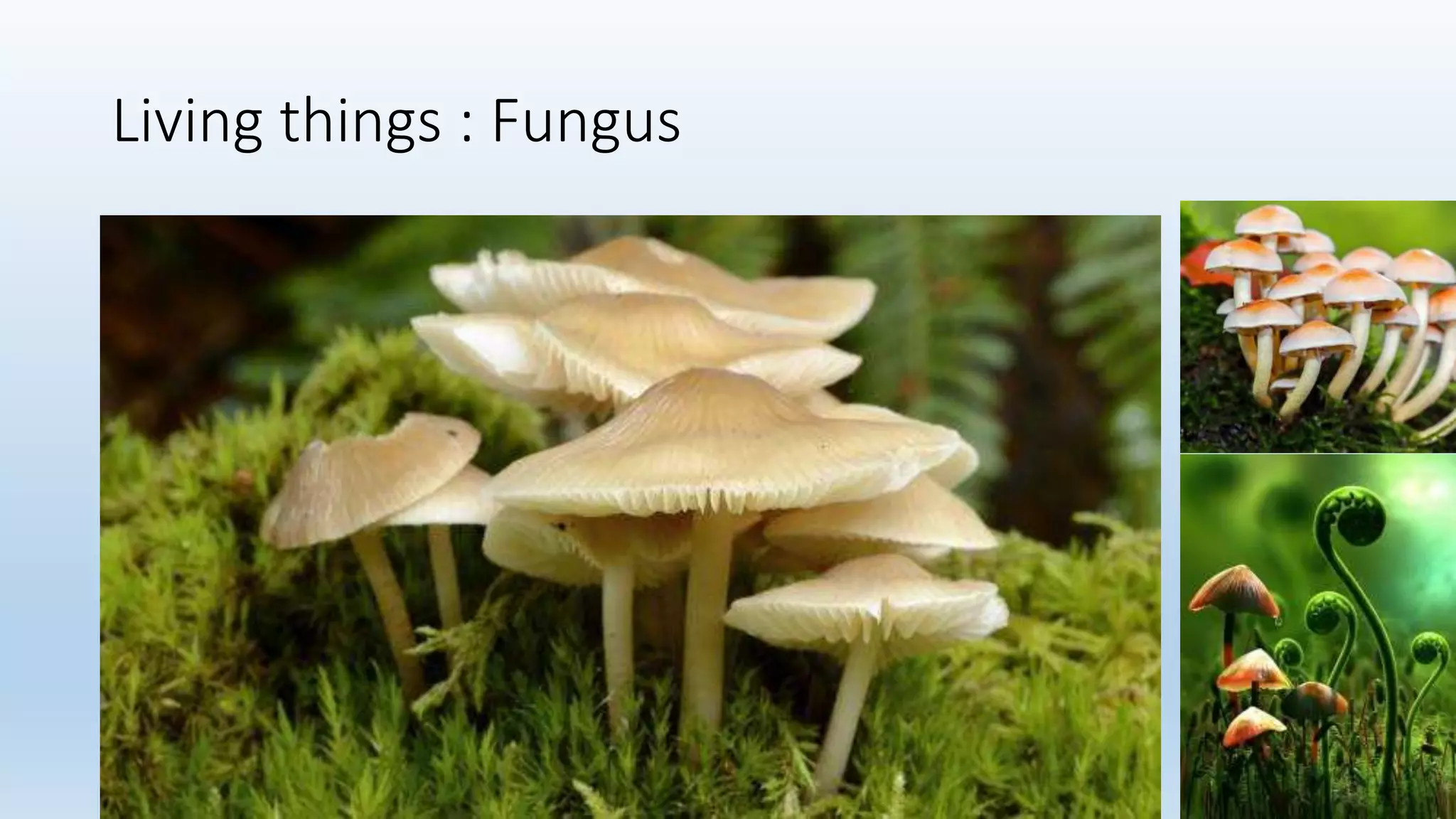 Living things : Fungus
 