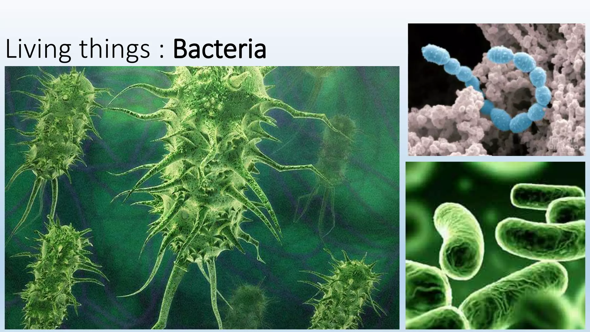 Living things : Bacteria
 