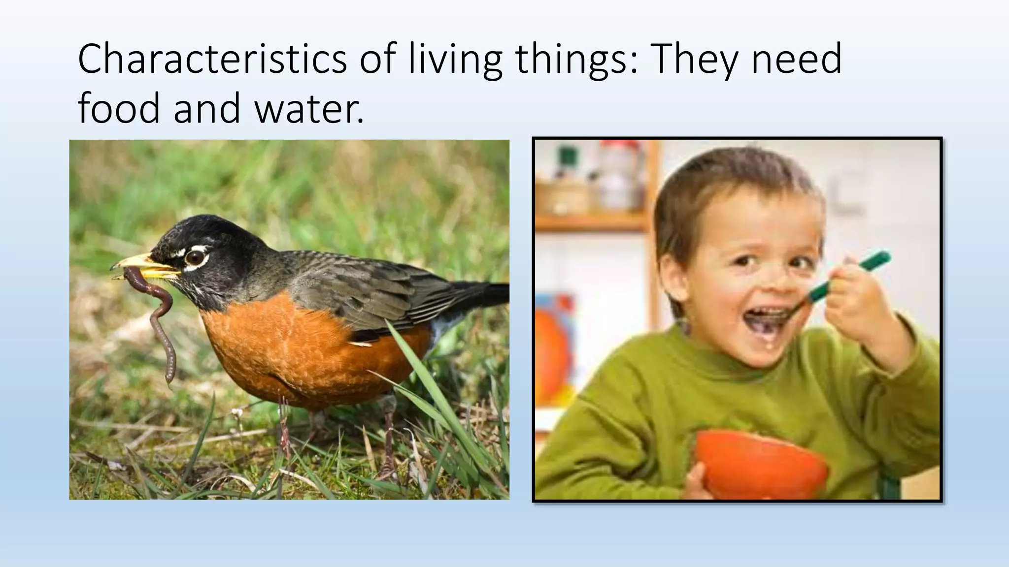 Characteristics of living things: They need
food and water.
 