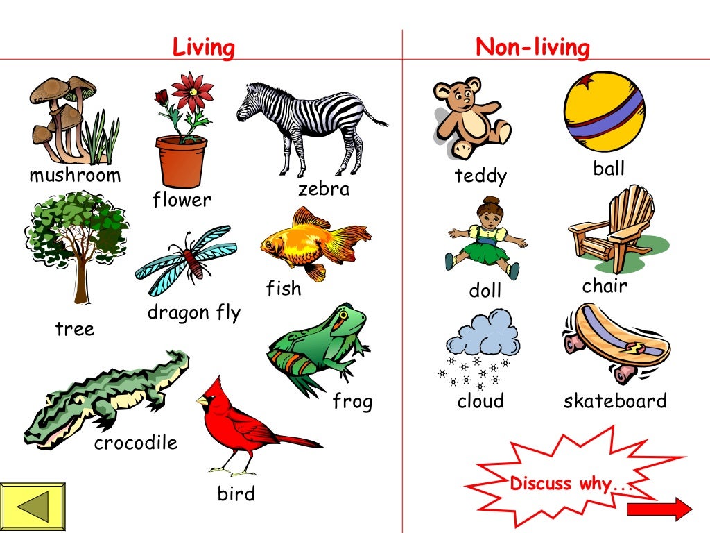 Living And Non Living Things Powerpoint 1