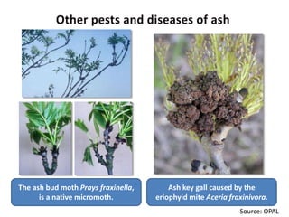 Biology of Chalara Ash Dieback Disease (June 2017) | PDF