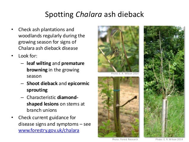 Biology Of Chalara Ash Dieback Disease June 2017