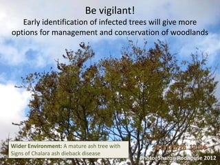 Silviculture and management of ash: best practice advice for woodland managers. 