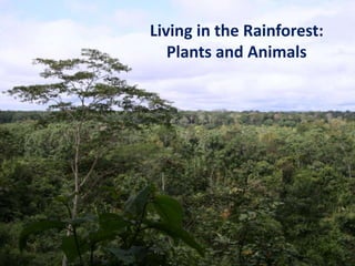 Living in the Rainforest:
   Plants and Animals
 