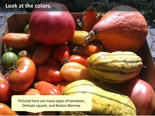 Look at the colors.
Pictured here are many types of tomatoes,
Delicata squash, and Boston Marrow.
 