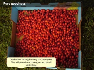 Pure goodness.
One hour of picking from my tart cherry tree.
This will provide me cherry jam and pie all
winter long.
 